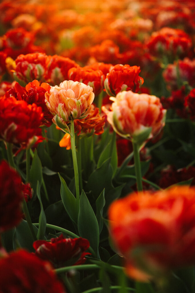 Lakeland Flowers